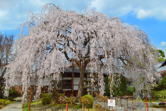 本満寺の概要